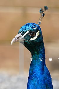 平安车贷逾期91天会怎样 平安车贷逾期91天会怎样