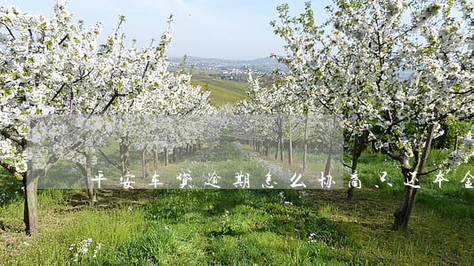 平安车贷逾期怎么协商只还本金 平安车贷逾期怎么协商只还本金