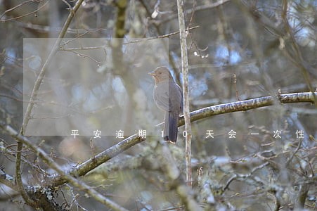平安逾期10天会一次性结清吗 平安逾期10天会一次性结清吗