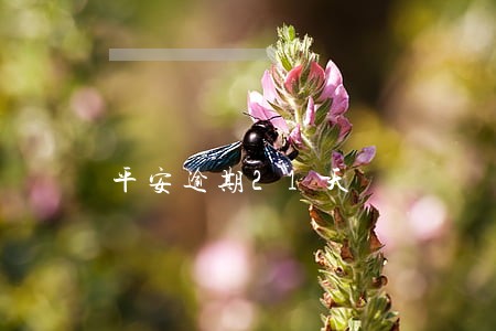 平安逾期21天