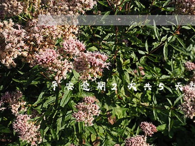 平安逾期2次共5天就全还 平安逾期2次共5天就全还