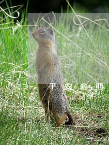 平安逾期3万说上门 平安逾期3万说上门