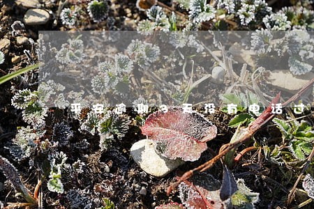 平安逾期3天没有电话过来 平安逾期3天没有电话过来