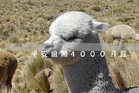 平安逾期4000开庭