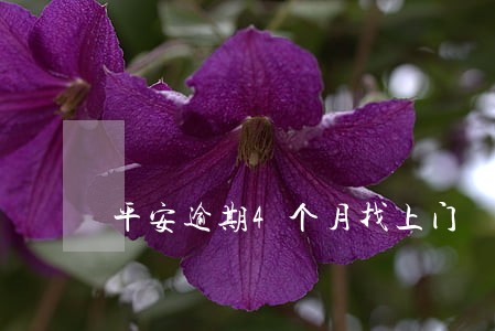 平安逾期4个月找上门