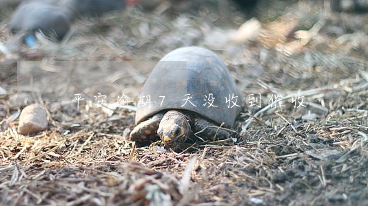 平安逾期7天没收到催收 平安逾期7天没收到催收