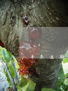 平安逾期80天后如何处理 平安逾期80天后如何处理