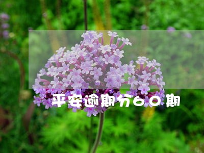 平安逾期分60期 平安逾期分60期