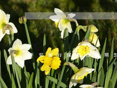 平安银行保单贷逾期怎么办