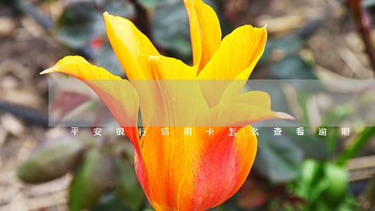 平安银行信用卡怎么查看逾期
