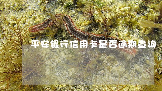平安银行信用卡是否逾期查询 平安银行信用卡是否逾期查询