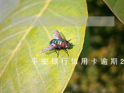 平安银行信用卡逾期2万半年了 平安银行信用卡逾期2万半年了