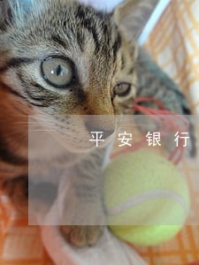 平安银行信用卡逾期一万七 平安银行信用卡逾期一万七