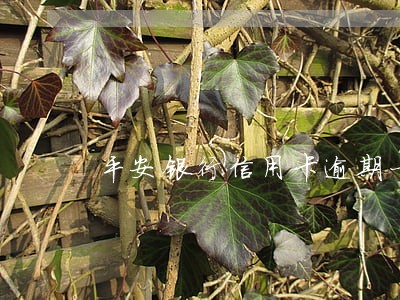 平安银行信用卡逾期一天怎么办 平安银行信用卡逾期一天怎么办
