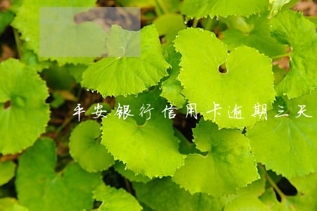 平安银行信用卡逾期三天 平安银行信用卡逾期三天