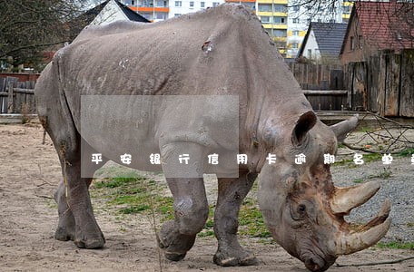 平安银行信用卡逾期名单查询 平安银行信用卡逾期名单查询