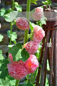 平安银行信用卡逾期处理公告 平安银行信用卡逾期处理公告