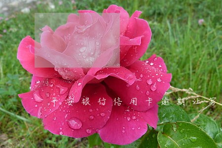 平安银行信用卡逾期让写申请 平安银行信用卡逾期让写申请