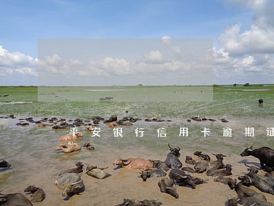平安银行信用卡逾期证明由哪出