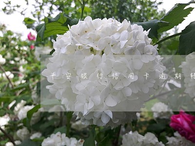 平安银行信用卡逾期转法务部 平安银行信用卡逾期转法务部