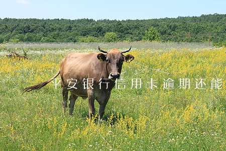 平安银行信用卡逾期还能办吗
