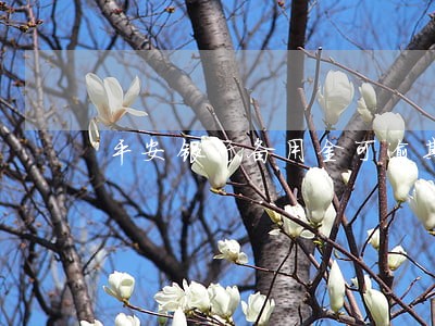 平安银行备用金可逾期 平安银行备用金可逾期