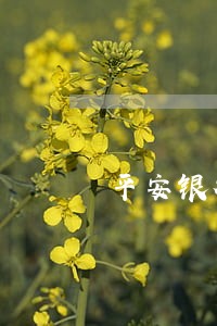 平安银行大额保单贷逾期 平安银行大额保单贷逾期