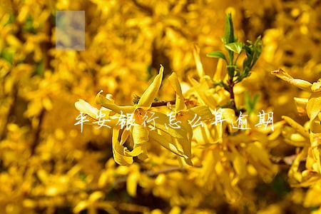 平安银行怎么算逾期 平安银行怎么算逾期