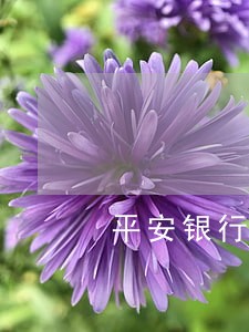 平安银行我行贷款有逾期 平安银行我行贷款有逾期