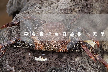 平安银行房贷逾期一天怎么办 平安银行房贷逾期一天怎么办