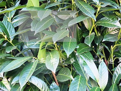 平安银行贷款扣款逾期