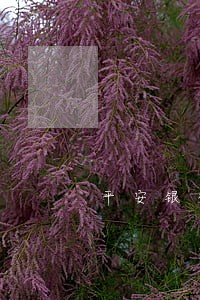 平安银行贷款逾期3天 平安银行贷款逾期3天