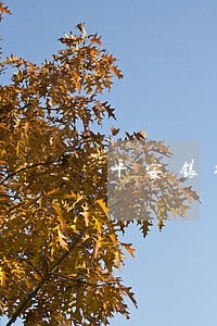 平安银行贷贷卡逾期利率