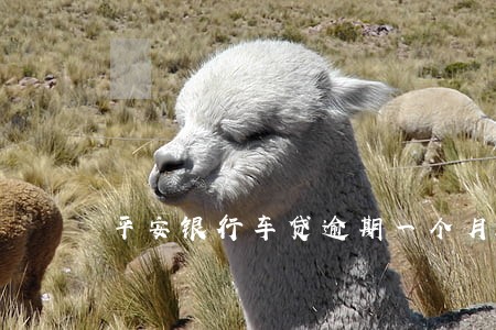 平安银行车贷逾期一个月 平安银行车贷逾期一个月