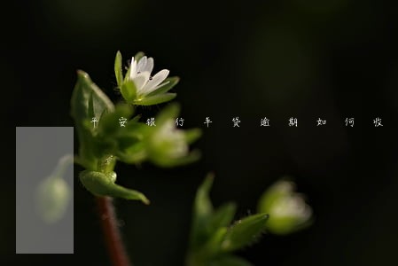平安银行车贷逾期如何收费