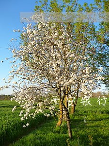 平安银行逾期一个月要求全额还款 平安银行逾期一个月要求全额还款