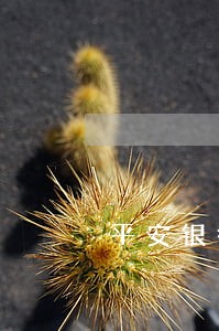 平安银行逾期一个月说要上门 平安银行逾期一个月说要上门