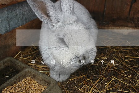 平安银行逾期两个月 平安银行逾期两个月