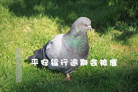 平安银行逾期会被催 平安银行逾期会被催