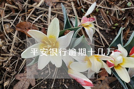 平安银行逾期十几万 平安银行逾期十几万