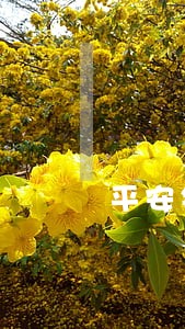 平安银行逾期就是不给办分期 平安银行逾期就是不给办分期