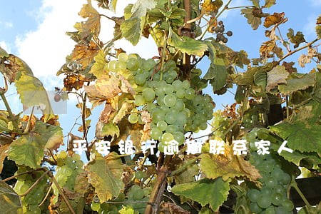 平安银行逾期联系家人