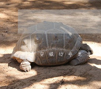 平安银行非恶意逾期还款证明 平安银行非恶意逾期还款证明