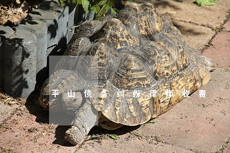 平山债务纠纷律师收费 平山债务纠纷律师收费