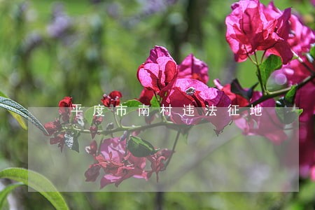 平度市南村违法征地 平度市南村违法征地