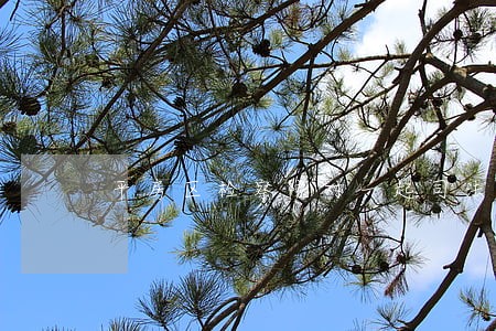 平房区检察院对一起司法救助案件 平房区检察院对一起司法救助案件
