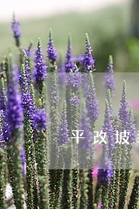 平改坡装修违法吗上海 平改坡装修违法吗上海