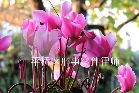 平桥区刑事案件律师 平桥区刑事案件律师