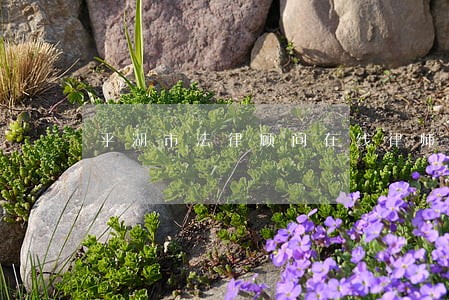 平湖市法律顾问在线律师 平湖市法律顾问在线律师