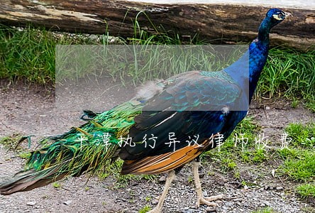 平潭执行异议律师收费 平潭执行异议律师收费